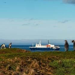 King penguins and Ortelius — St Andrews Bay, SGI.