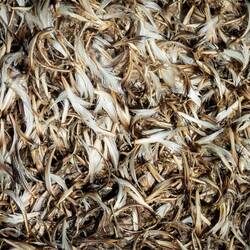 Molted penguin feathers ... this is an annual occurrence for penguins — St Andrews Bay, SGI.