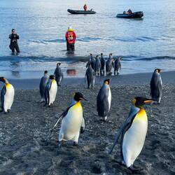Our landing beach is being used by king penguins coming back from the sea — St Andrews Bay, SGI.