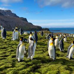 King penguins on the ridge above the main colony — St Andrews Bay, SGI.