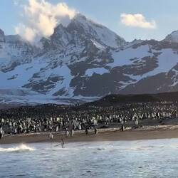 Zodiac cruise along the beach that fronts the king penguin colony — St Andrews Bay, SGI.