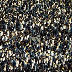 King penguins generally keep a flipper distance from each other — St Andrews Bay, SGI.