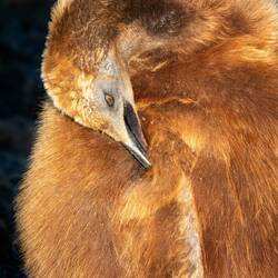 Mariners of old called the king penguin chicks Oakum Boys — St Andrews Bay, SGI.