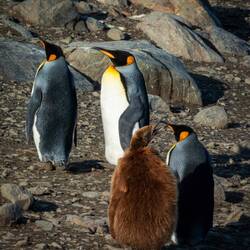 This chick is hoping the adult will feed it — St Andrews Bay, SGI.