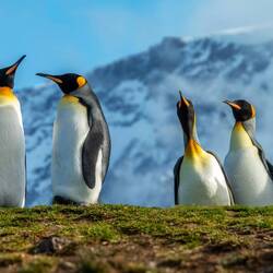 King penguins ... on our way to the main colony — St Andrews Bay, SGI.