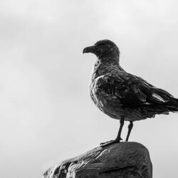 Skua in B&W — St Andrews Bay, SGI.