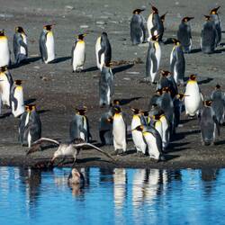 Giant petrel fishing out a fur seal carcass — St Andrews Bay, SGI.