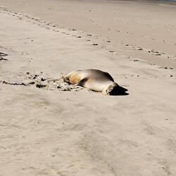 And this is that 'mound'. :) (yes, he's alive)