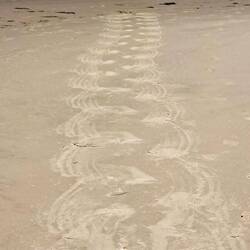 This is another view of their 'footprints'.