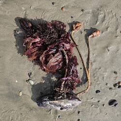 Ok, maybe not so beautiful. But we saw a lot of these, just not sure what they used to be.