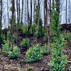 Eukalyptus macht nach einem Brand am Stamm neue Triebe