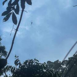 Trekking through the Jungle 🌳😮‍💨⛰️ 🕸️🕷️Giftigi Spinne ca 20cm gross 😅