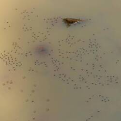 Das ist doch Froschlaich in dem Schlammloch