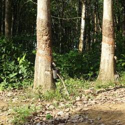 Ich vermute, hier wird Gummi geerntet