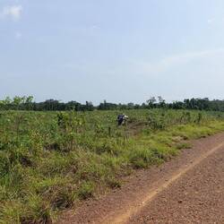 Hier wird Maniok angebaut - ab jetzt ist die Piste einwandfrei