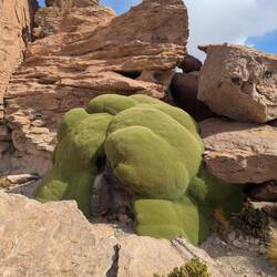 Sieht aus wie Moos ist aber hart