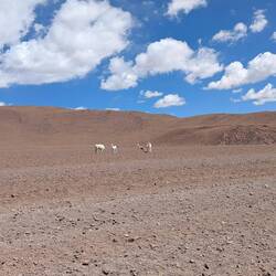 Vincunja (Wilde Lama Art)