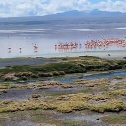 Ziemlich Laute Flamingos