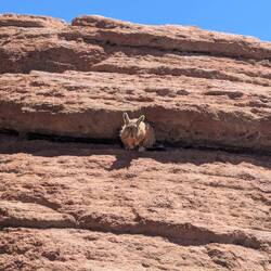 Hase, sieht ein bisschen aus wie ein alter Chinese