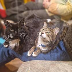 The cats were so happy to spend time with Al, who is a lot more knowledgeable about them than Vicky