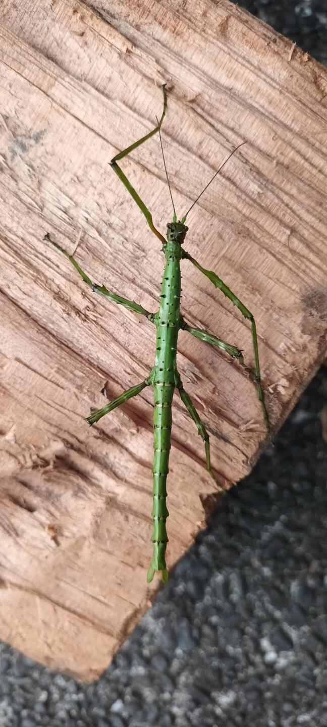 Stick insect