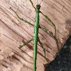 Stick insect