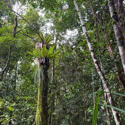 Ferns growing atop a tree