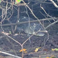 Massive adult male saltwater crocodile