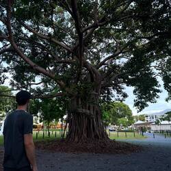 One of the impressive trees in Port Douglas' park