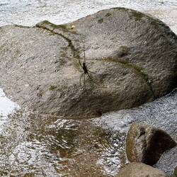 Now that's a spider!! As big as Chelsea's hand