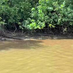 Video of the large male croc, they are very territorial, and rule their part of the river