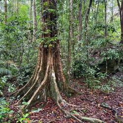 This tree has buttress roots, which hold it up in moist soil
