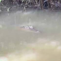 Video of a mama croc and her babies