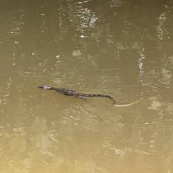 Baby croc swimming - he's only about 8 inches long and two weeks old