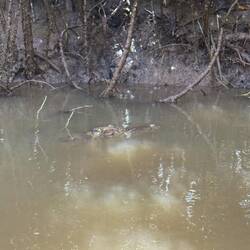 Mama croc hiding in the water. Once they submerge you will have no idea they are there