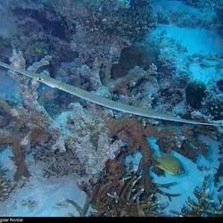 Bild geklaut - Flute Mouth Fish