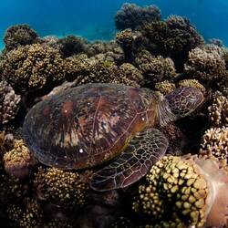 Foto geklaut - Schildkröte