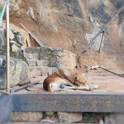 Und immer wieder schlafende Hunde im Weg