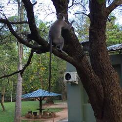 Begrüßung von einer kleinen Gruppe Bärenaffen