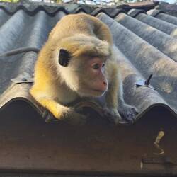 Hutaffe liegt auf Lauer für Nahrung