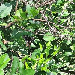 Falter Gemeine Rose ca. 7 cm Spannweite