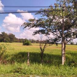 Reisfeld auf dem Rückweg