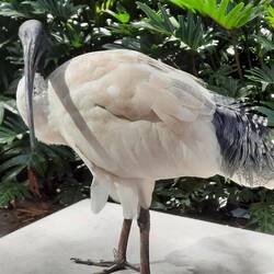 Un ibis pas farouche du tout