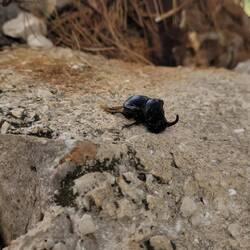 Nashornkäfer aus Spülen gerettet 👍