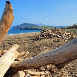 Kirinthos Beach Schwemmholz