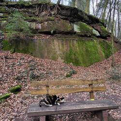 Freiliegende Wurzeln am Felsen.