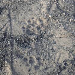 Wild animal footprints in the morning