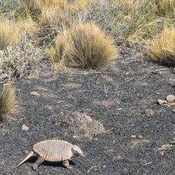 My first armadillo/chinchilla (gordeldier)