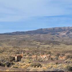 Group of guanacos