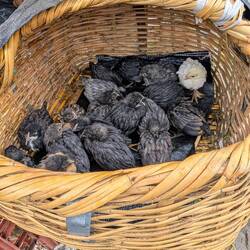 Ein Korb voll Küken